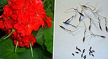 What do geranium seeds look like, how to collect them yourself and how to store them?