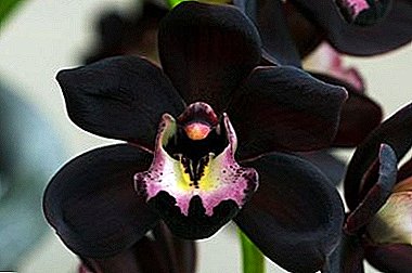 What do black orchid varieties look like? Photos of flowers, description and care of them