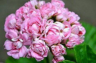 Kā augt rozīņu ģerāniju mājās un dārzā? Ziedu un tās populāro šķirņu apraksts