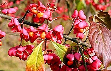 How to grow a European Euonymus on your site