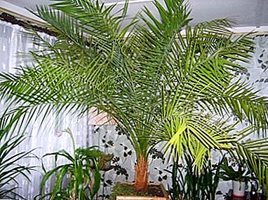 Comment faire pousser un palmier dattier d'une pierre à la maison? Conseils et recommandations pour une culture appropriée