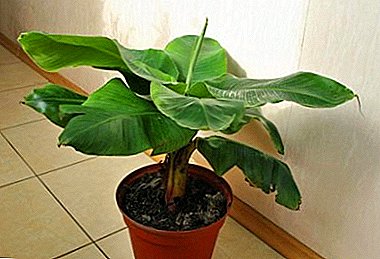 ¿Cómo cultivar un plátano enano en casa? Especies decorativas populares