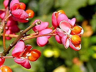 How to grow dwarf euonymus at home