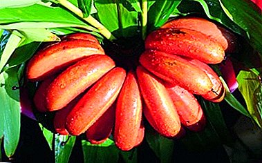 Hoe een rode banaan thuis te laten groeien?