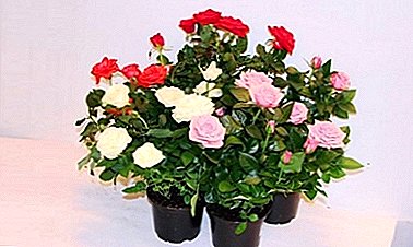 Comment faire pousser un rosier dans un pot? Description de la fleur et règles de soins pour lui à la maison