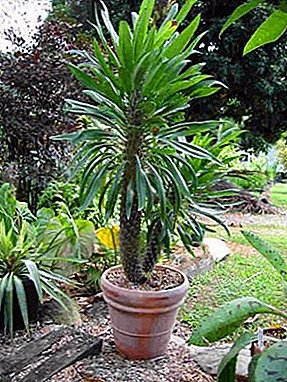 How to grow pachypodium at home? Learn more about plant care.