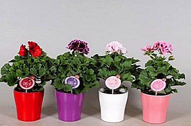 How to grow royal pelargonium? Get familiar with home care and flower photography.