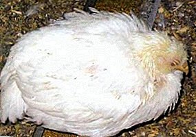 Wie kann man Bronchopneumonie bei Hühnern erkennen und behandeln?