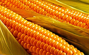 How to cook corn on the cob and how much you need to cook it: simple step-by-step recipes with photos