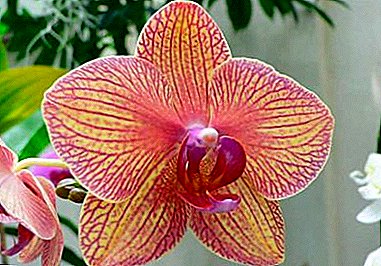 Ako sa starať o orchidea počas a po odkvitnutí? Postupná starostlivosť a možné problémy