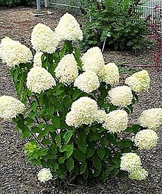 How to protect the garden hydrangea from diseases and pests?
