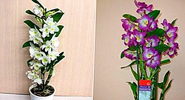 Cómo hacer que Dendrobium Nobile se disuelva y qué hacer a continuación cuando haya florecido: consejos e instrucciones