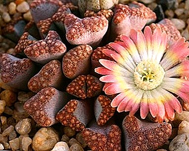 How to make a stone bloom? Or care and maintenance of "live stones"