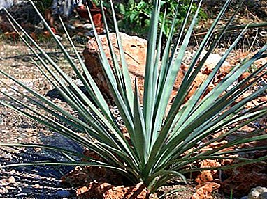 What is the use of Yucca for home? Is there any harm?