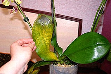 Wat zijn de ziektes van phalaenopsis orchideebladeren? Stapsgewijze behandelingsinstructies