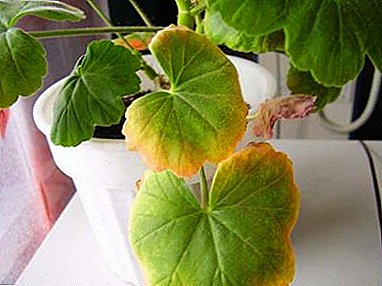 Quelles sont les maladies des feuilles que l'on trouve dans les géraniums parfumés? Options de résolution de problèmes