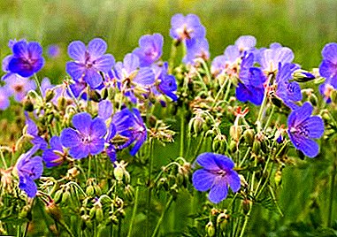 What are the healing properties and contraindications of meadow geranium?