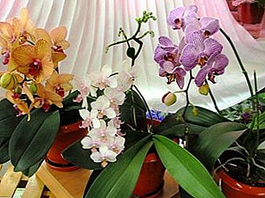 What shades of color do orchids have? Review of Phalaenopsis Decorative Flowers