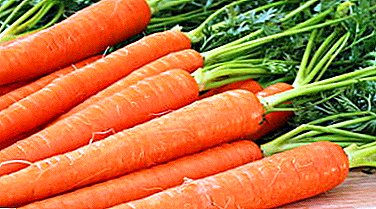 Which carrot varieties are best for long-term storage for the winter? Choosing and harvesting right