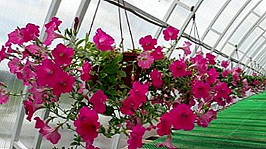 What varieties of petunias can be grown in pots? Capacity selection, fit and care
