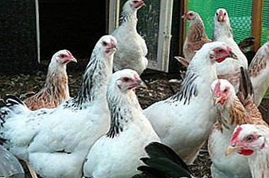 What are the best meat and egg breeds of chickens?