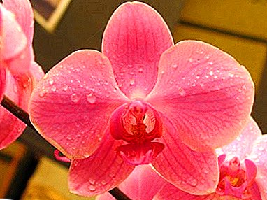Welk soort phalaenopsis orchidee ongedierte moet oppassen? Hun foto's en behandelmethoden
