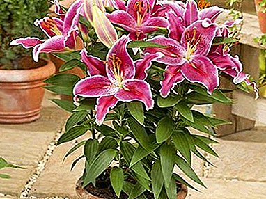 What diseases and pests are affected by indoor lilies and how to fight them?