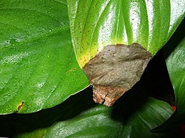 Wie behandelt man Spathiphyllum bei Blattkrankheiten und wie sehen betroffene Pflanzenteile auf dem Foto aus?