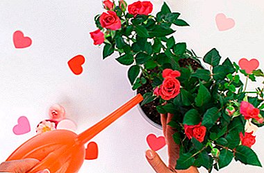 What fertilizer is suitable for indoor roses and how to apply top dressing?