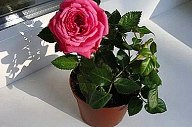 What care do mini-roses in pots require and how to grow them properly at home?