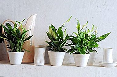 Which pot is suitable for spathiphyllum and what can an error lead to when choosing a container?