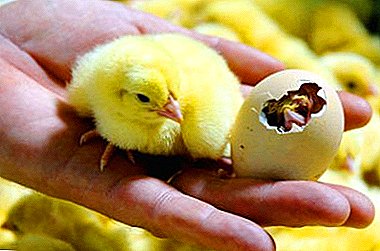 What is the incubation period for chicken eggs?