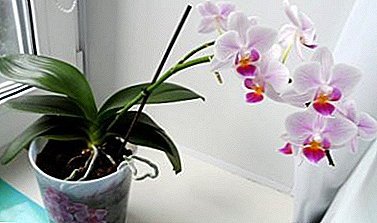 Vilken typ av vård behöver Phalaenopsis hemma efter shopping?