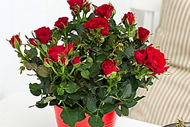 What kind of care is needed at home for a rose in a pot after shopping in a store?