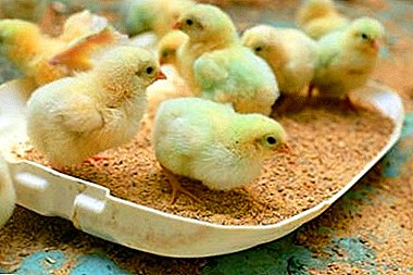 Kako odabrati hranu za kokoši: spremni "Sunce", "Start", "Rast" ili napravljeni kod kuće vlastitim rukama?