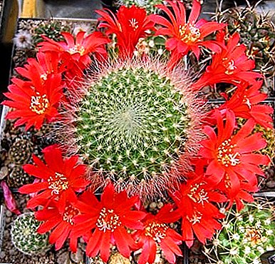 Kaktus rebution: opis in fotografija najlepših vrst
