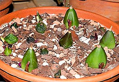What role does the pseudobulba play in the life of an orchid and where is it located? Description, features and photos of tubers