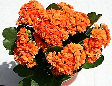 Kalanchoe Blossfeld - a bright gift for a holiday