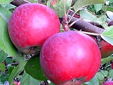 Canadian apple variety with huge benefits - Spartan
