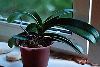 The whims of epiphytes: how to make an orchid produce several flower stalks if it is stubborn and does not give even one?