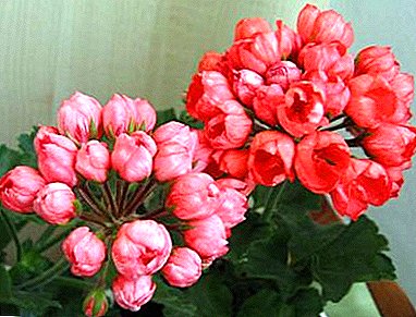 気まぐれな美しさPelargonium Patricia Andrea：写真、植物の説明、植え付け、栽培、ケア