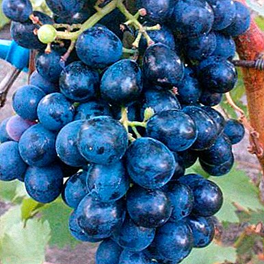 Capricious, but fragrant grapes "Black Emerald"