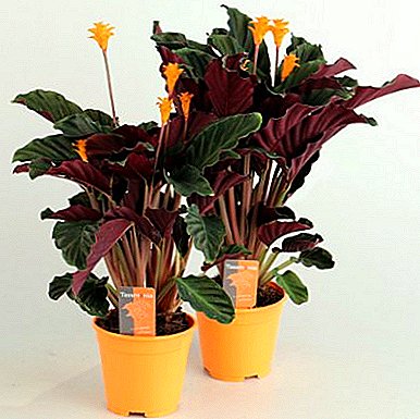 Grillige vertegenwoordiger van de flora "Calathea Saffron": kenmerken van zorg thuis