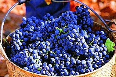 Capricious grape for sparkling vintage wines is Syrah.