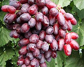 Capricious grapes with unique taste - Rizamat grade
