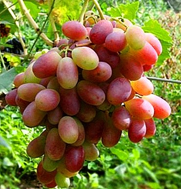 Grillige druiven met de parade-naam - Shahin van Iran
