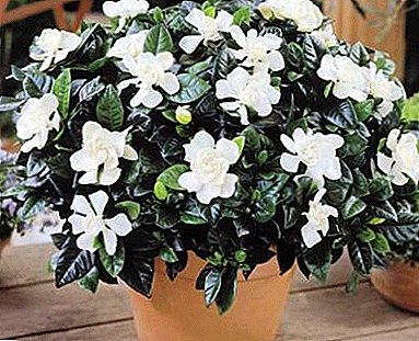 Capricious plant: why do gardenias turn black, yellow and fall leaves?