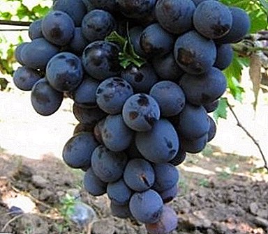 Bíboros szőlő - édes és lédús Richelieu fajta