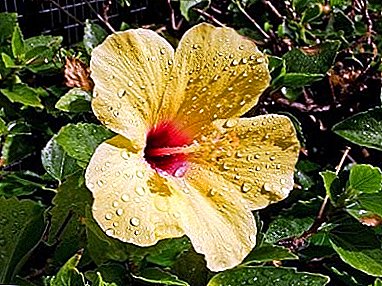 Karkade no peitoril da janela: os segredos da reprodução de rosella ou hibiscus sudanês