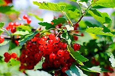 Söt och sur odlingsvariant - Röd vinbär Natali